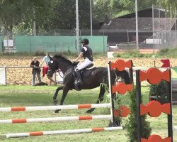 jumper Lady 2087 (German Warmblood, 2000, from Wildglanz)