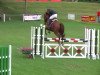 jumper Disco 93 (German Warmblood, 2006, from Dijon)