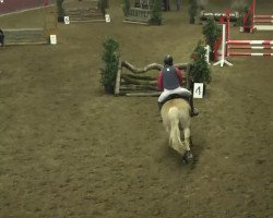 Springpferd Niki 19 (Haflinger, 1994, von Nadino I (6,25% ox))