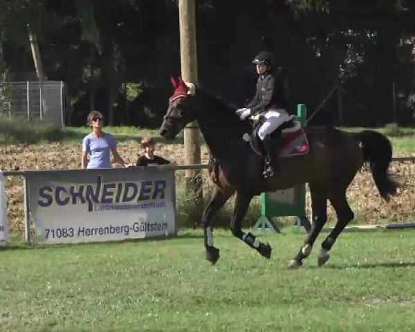 jumper Günter 7 (German Warmblood, 2005, from Moosbachhofs Goldwing)