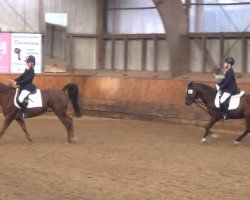 dressage horse Anton 642 (German Riding Pony, 2006)