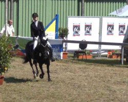 Zuchtstute Geraldine 184 (Deutsches Reitpony, 2005, von Holsteins Harlekin)