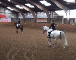 dressage horse Mc Kenzie 4 (Holsteiner, 1998, from Marlo)