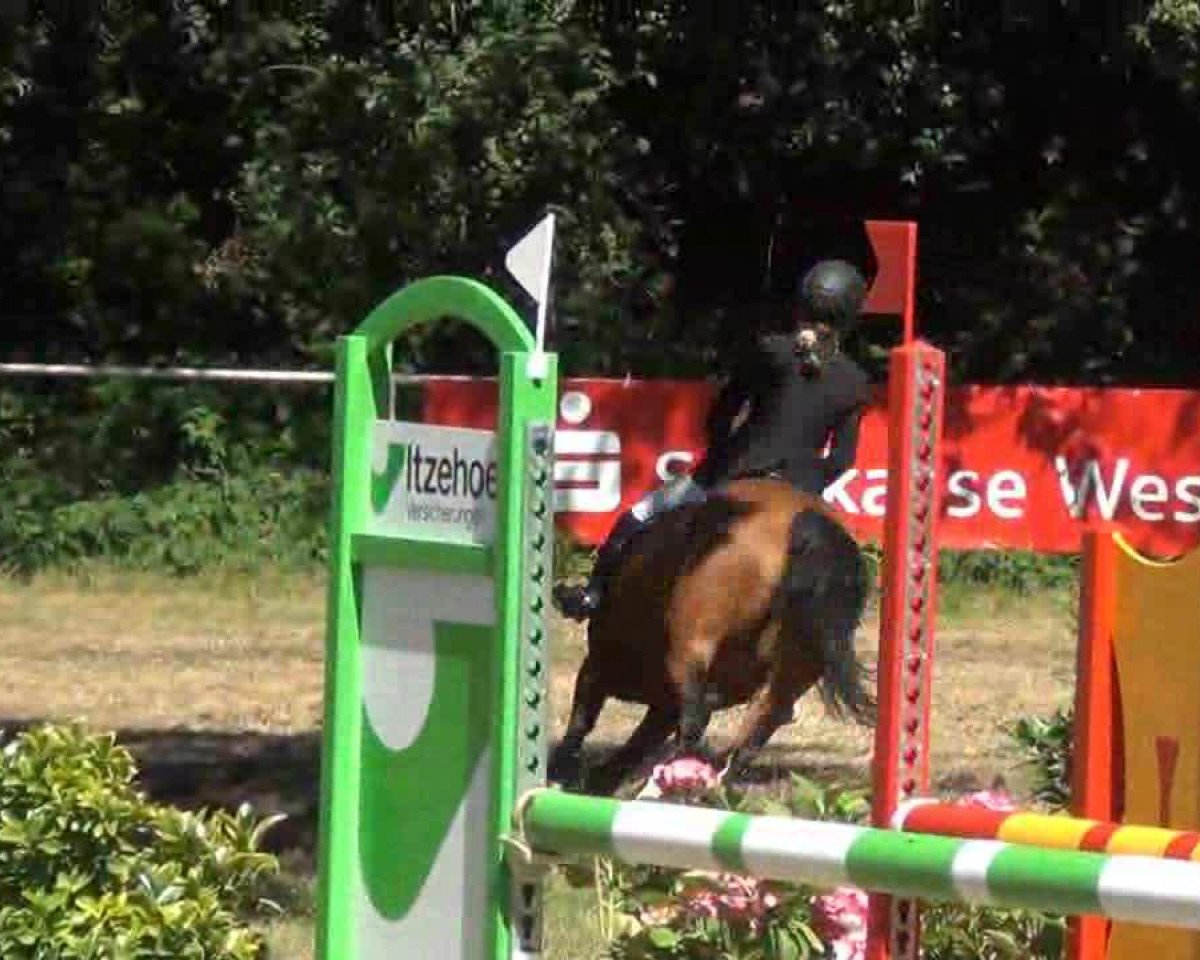 broodmare Hermine 52 (Pony without race description, 2005, from Playback)