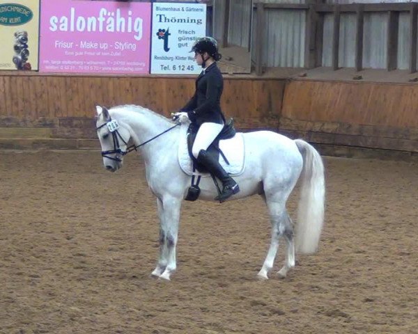dressage horse Sir Manfred 2 (German Riding Pony, 2007, from Beka's Spartacus)
