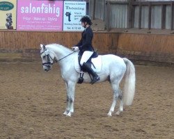 dressage horse Sir Manfred 2 (German Riding Pony, 2007, from Beka's Spartacus)