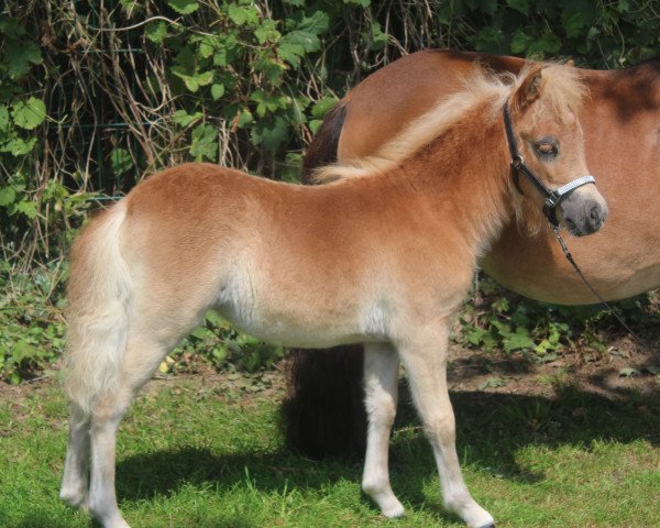 Pferd Fairy Fayola van Florisland (Shetland Pony, 2021, von Euforie van de Wechterholt)