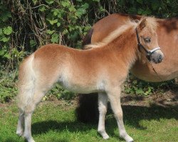 horse Fairy Fayola van Florisland (Shetland Pony, 2021, from Euforie van de Wechterholt)