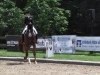 dressage horse Lugano 302 (Hanoverian, 2001, from Londonderry)