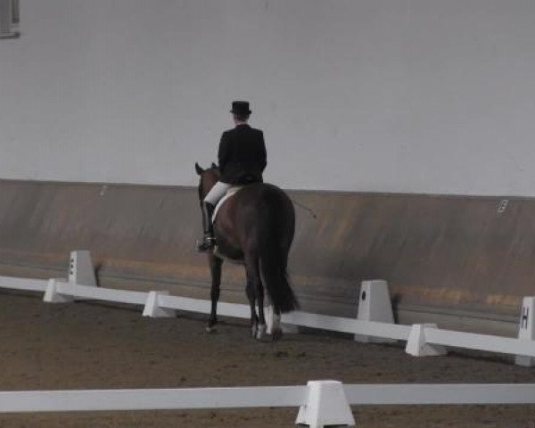 dressage horse Cleo 145 (Oldenburg, 2005, from Sunny-Boy)