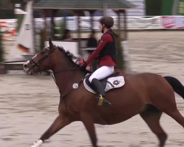 jumper Casanova (German Warmblood, 2005, from Cherry Boy)