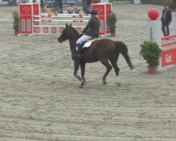 jumper Samira 363 (Hanoverian, 2006, from Stolzenberg)