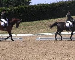 dressage horse El Capitan 3 (Westphalian, 2003, from Ehrentusch)