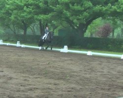 dressage horse Raik 2 (Friese, 2005, from Beart 411)