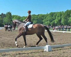 dressage horse Jaspa 3 (Oldenburg, 2006, from Glock's Johnson Tn)