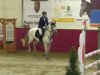 jumper Feeling 44 (German Riding Pony, 2001, from Tabaluga)