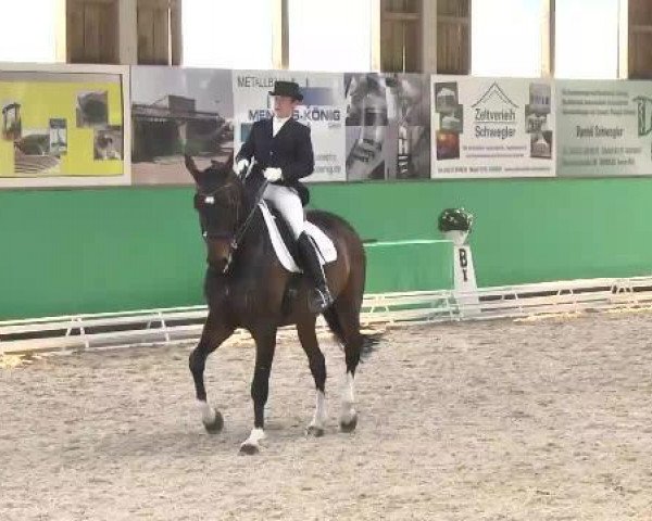 dressage horse Falstaff 53 (Hanoverian, 2002, from Ferro)