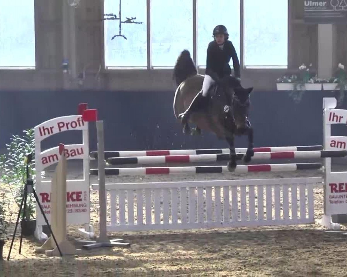 jumper Caspari 20 (Holsteiner, 2006, from Coriano)