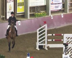 jumper Alles Gut (Oldenburg show jumper, 2005, from Araconit)