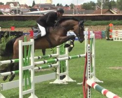 broodmare Daylight 236 (Oldenburg show jumper, 2005, from Araconit)