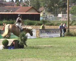 Springpferd Antonio 103 (Haflinger, 2002, von Abendstern)