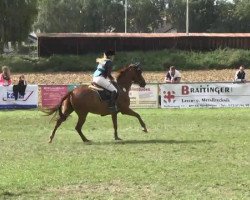 Springpferd Papillon 159 (Französisches Pony, 2003, von David De La Brunie AA)