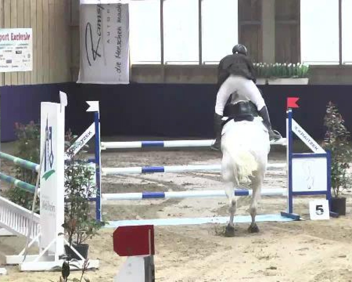 Springpferd Kaja 23 (Sachsen-Anhaltiner, 1999, von Kolibri 2705)