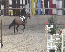 jumper Cinderella 554 (Hanoverian, 2004, from Conteur)