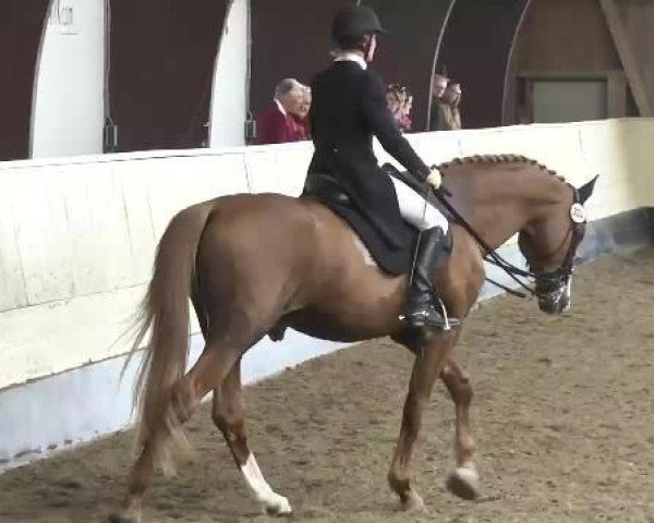 dressage horse Winny Puuh 2 (Bavarian, 1997, from Warkantos)