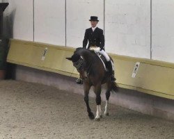 dressage horse Livinio 6 (Hanoverian, 1999, from Landsieger I)