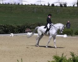 dressage horse Wamiro (Zweibrücken, 1998, from Woerth)