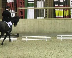 dressage horse Da Vinci 167 (Oldenburg, 2003, from Depardieu 11)