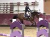 jumper Drago 105 (German Sport Horse, 2003, from Dusold)