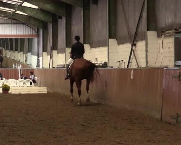 dressage horse Don Jonsen 2 (Hanoverian, 2002, from Don Bosco)