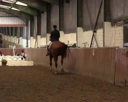 dressage horse Don Jonsen 2 (Hanoverian, 2002, from Don Bosco)