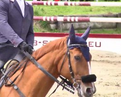 jumper Emerson (Hanoverian, 2001, from Escudo I)