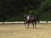 dressage horse Don Diabolo 7 (Hanoverian, 1998, from Don Primero)