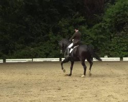 dressage horse Don Diabolo 7 (Hanoverian, 1998, from Don Primero)