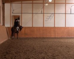 dressage horse Daileen 3 (Hanoverian, 2004, from Don Cavallo)