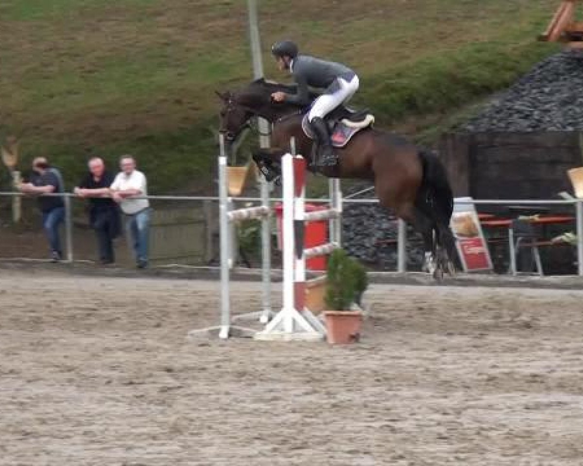 jumper Clearround 2 (Oldenburg show jumper, 2007, from Clinton H)