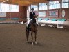 dressage horse Sans Souci 26 (German Sport Horse, 2006, from Samba Hit I)