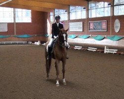 dressage horse Sans Souci 26 (German Sport Horse, 2006, from Samba Hit I)