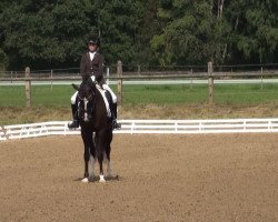 dressage horse PAV Non Plus Ultra (unknown,  )