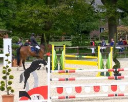 broodmare Quadriga 19 (Oldenburg show jumper, 2004, from Quidam's Rubin)