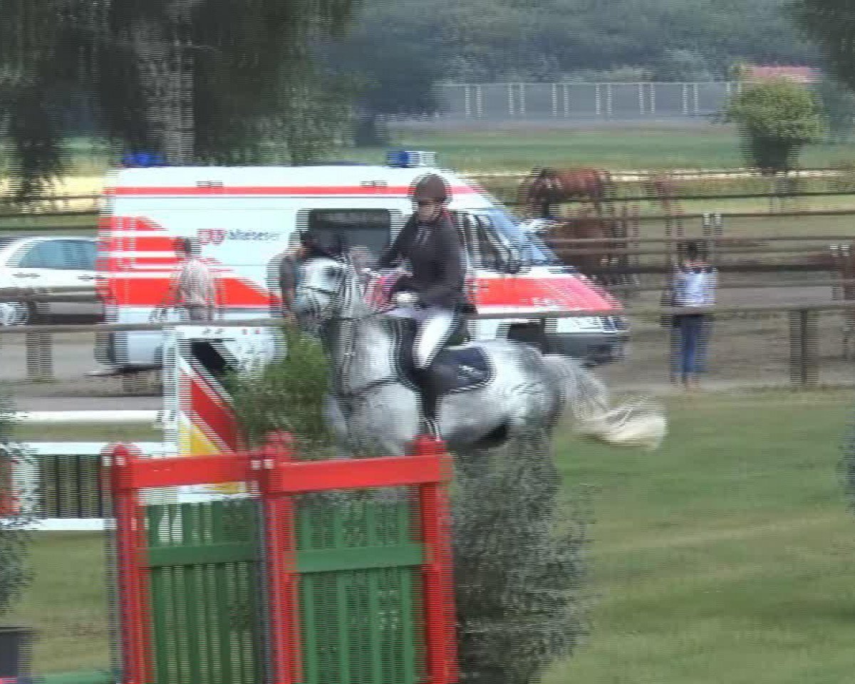jumper Rossini 238 (Hanoverian, 2001, from Rotspon)