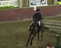 jumper Aurelio 17 (Oldenburg show jumper, 2006, from Argentinus)