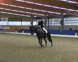 dressage horse Equidiamonds Dana (Hanoverian, 2005, from Dimaggio)