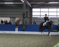 dressage horse Donald 514 (Hanoverian, 2003, from Don Frederico)