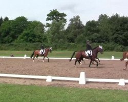 horse Checkers 7 (Württemberger, 1995, from Corrado G)