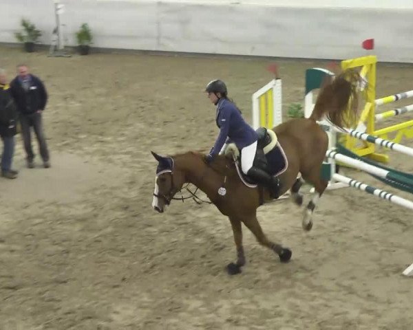 jumper Balou 654 (Westphalian, 2005, from Balou du Rouet)